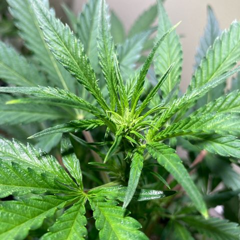 Athos  growlog timeline photo