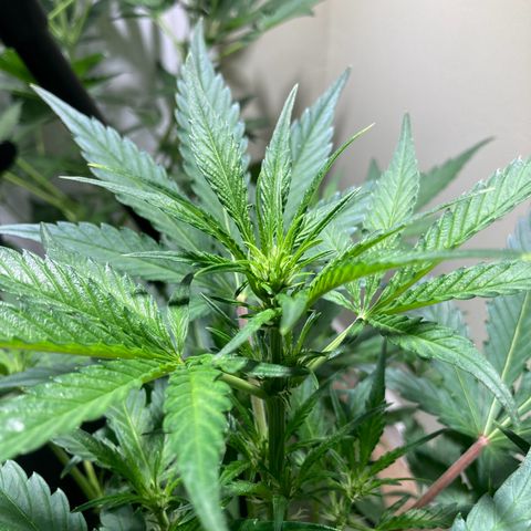 Athos  growlog timeline photo