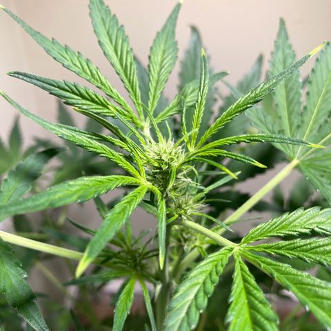 Porthos growlog timeline photo