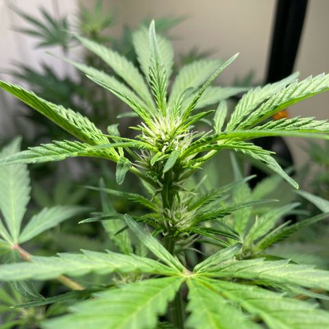 Aramis growlog timeline photo