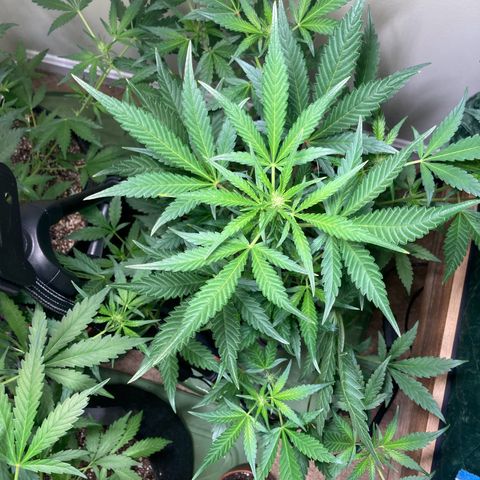 Athos  growlog timeline photo