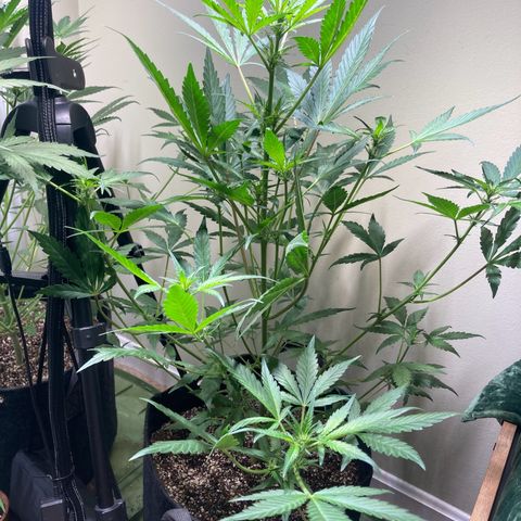 Athos  growlog timeline photo