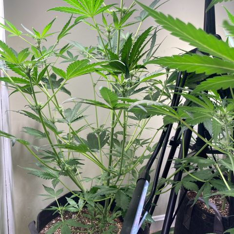 Porthos growlog timeline photo