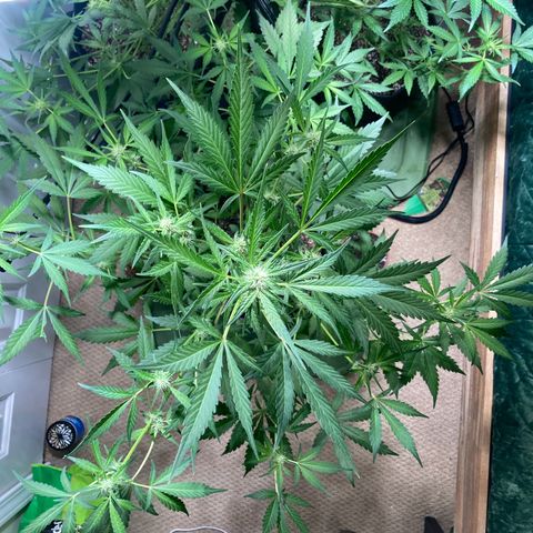 Aramis growlog timeline photo