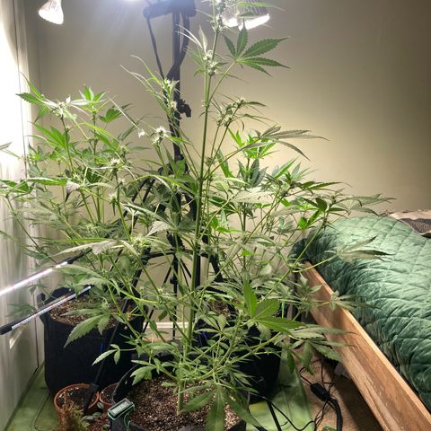 Aramis growlog timeline photo