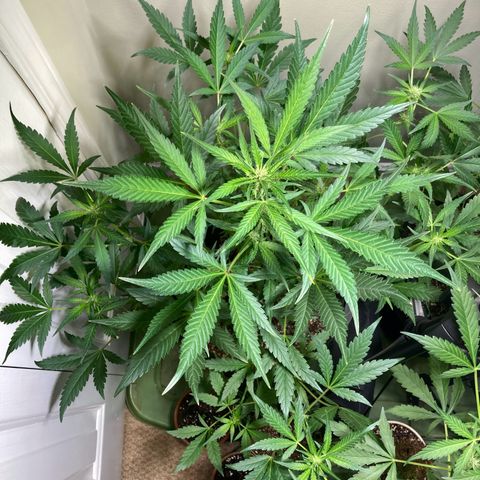 Athos  growlog timeline photo