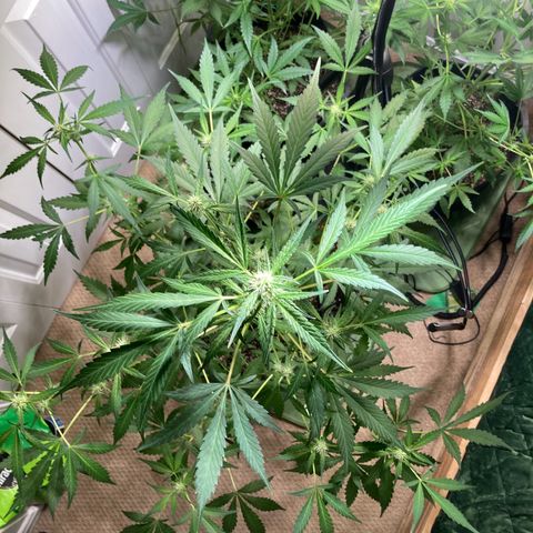 Aramis growlog timeline photo
