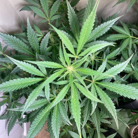 Athos  growlog timeline photo
