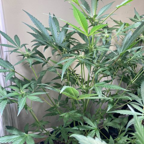 Athos  growlog timeline photo