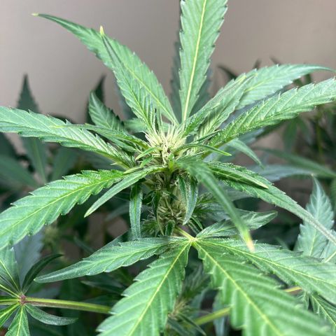 Athos  growlog timeline photo