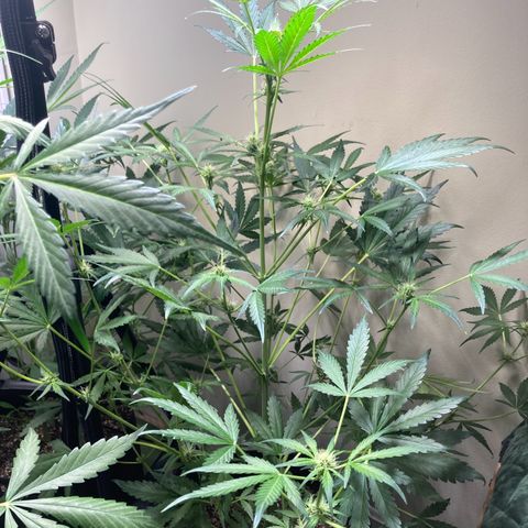 Porthos growlog timeline photo