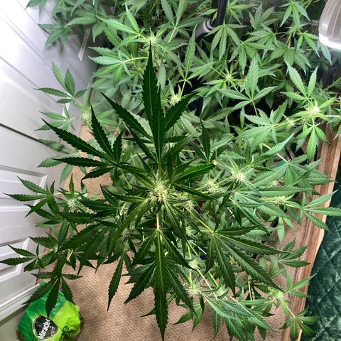 Aramis growlog timeline photo
