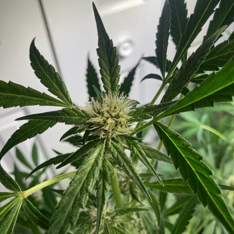Aramis growlog timeline photo