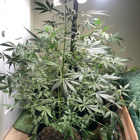 Aramis growlog timeline photo