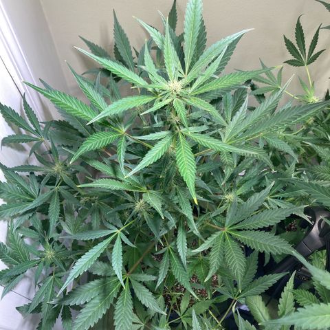 Athos  growlog timeline photo