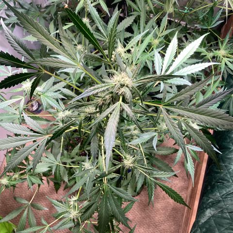Aramis growlog timeline photo