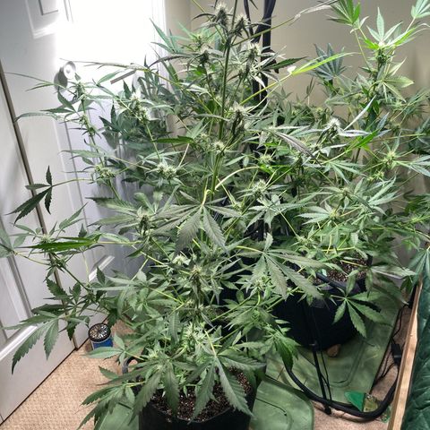 Aramis growlog timeline photo