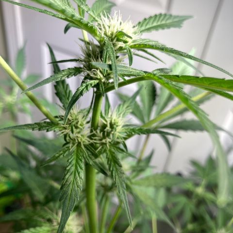 Aramis growlog timeline photo