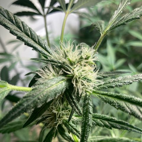 Aramis growlog timeline photo
