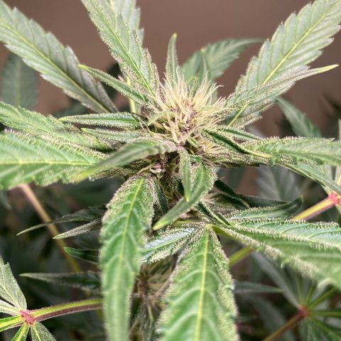Athos  growlog timeline photo