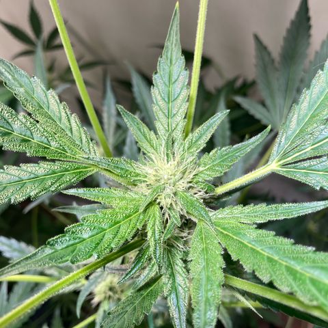 Porthos growlog timeline photo