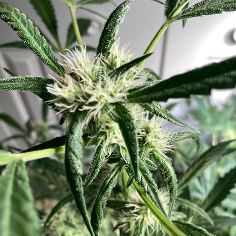 Aramis growlog timeline photo