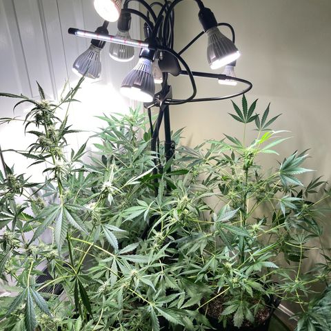 Aramis growlog timeline photo