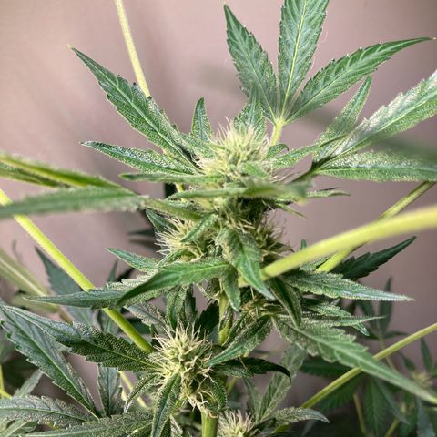 Porthos growlog timeline photo