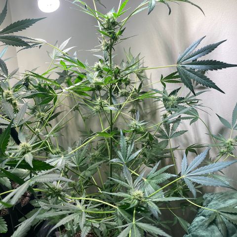 Porthos growlog timeline photo