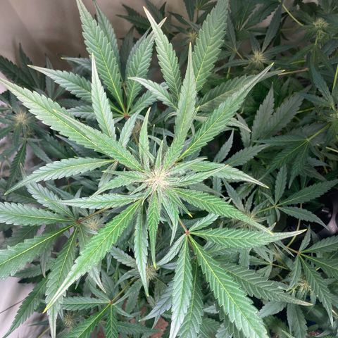 Athos  growlog timeline photo