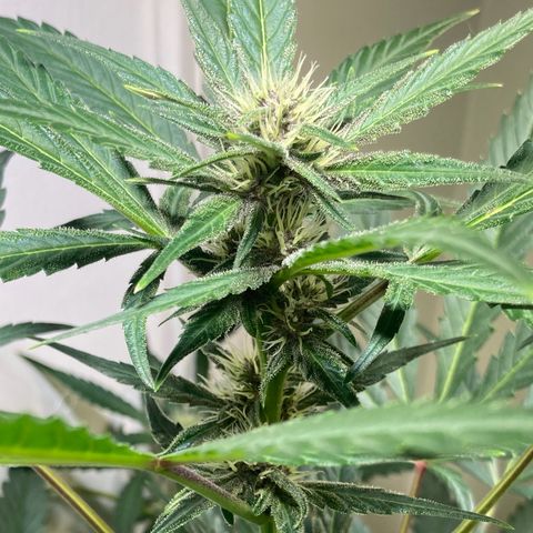 Athos  growlog timeline photo