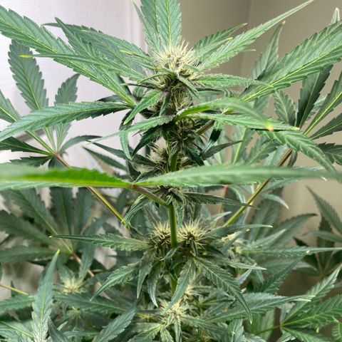 Athos  growlog timeline photo