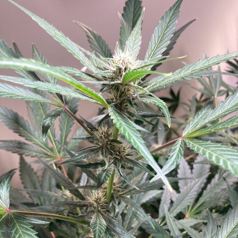 Athos  growlog timeline photo