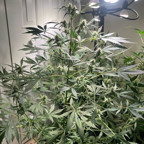Aramis growlog timeline photo