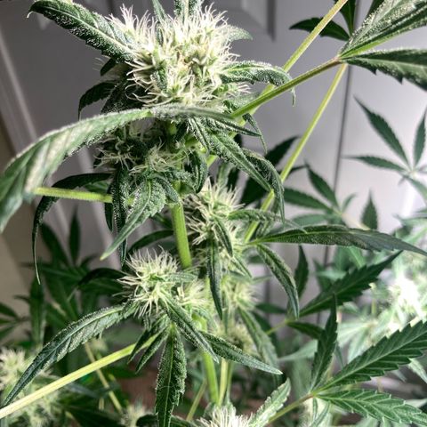 Aramis growlog timeline photo