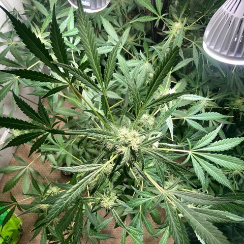 Aramis growlog timeline photo