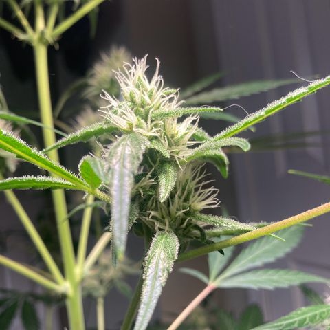 Aramis growlog timeline photo