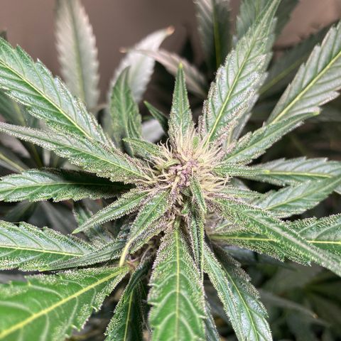 Athos  growlog timeline photo