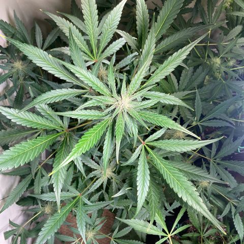 Athos  growlog timeline photo
