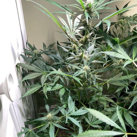 Athos  growlog timeline photo