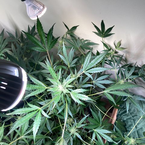 Porthos growlog timeline photo