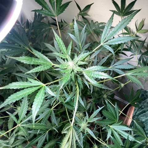 Porthos growlog timeline photo