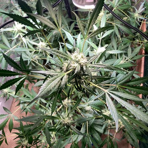 Aramis growlog timeline photo
