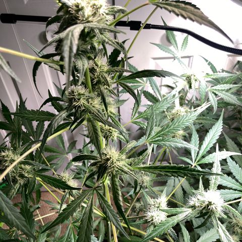 Aramis growlog timeline photo
