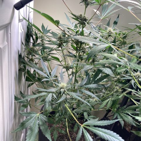 Athos  growlog timeline photo