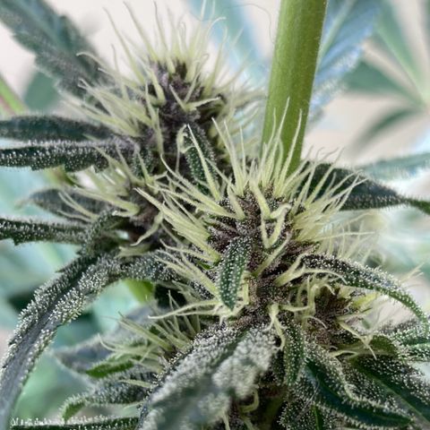 Athos  growlog timeline photo