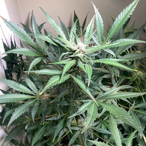 Athos  growlog timeline photo