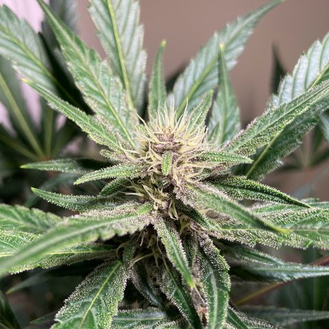Athos  growlog timeline photo
