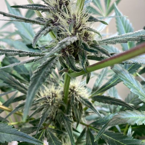 Athos  growlog timeline photo