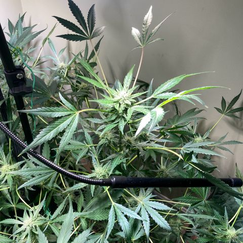 Porthos growlog timeline photo